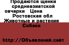 Продаются щенки среднеазиатской овчарки › Цена ­ 15 000 - Ростовская обл. Животные и растения » Собаки   